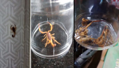 Bairro de MS onde bebê foi picada convive com presença de escorpiões, relatam moradores