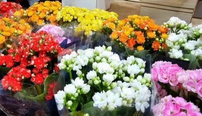 Flores e velas podem ter variação de preços de até 208% no Dia de Finados
