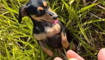 Lilica ama comer Guavira, conheça essa cachorrinha que faz a alegria nos guaviral de Bonito