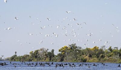 Lei do Pantanal: proposta entregue prevê ampliar proteção e reduzir desmatamento