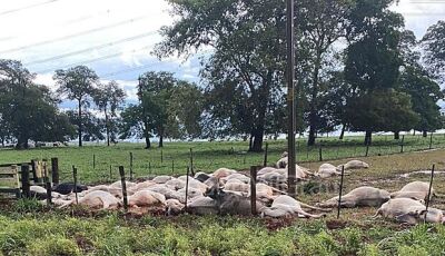 Queda de raio em fazenda mata gado em cidade de MS