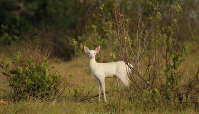 Raro, veado albino é visto e encanta guias de turismo no Pantanal de Miranda
