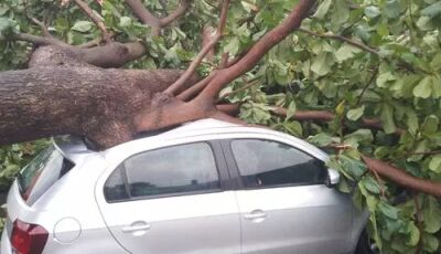 Árvore cai, atinge carro e deixa moradores sem energia durante temporal