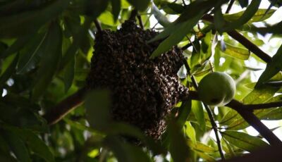 Idoso é hospitalizado com mais de 300 picadas de abelhas no MS