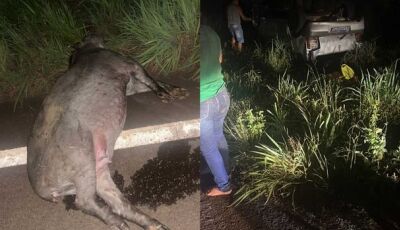 Animal na pista causa acidente grave na MS-377 em Mato Grosso do Sul