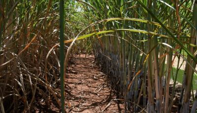 Usinas de etanol batem recorde de produção com apoio do Governo aos biocombustíveis