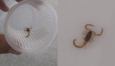 Pai encontra escorpião quarto com recém-nascido na maternidade de MS