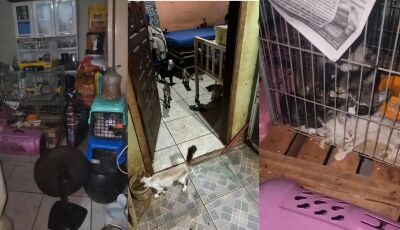 Homem é achado morto em casa infestada de baratas e com mais de 80 cães e gatos abandonados