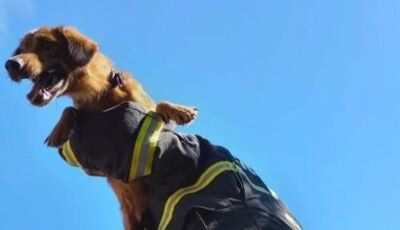 Sem comida, água e sob forte calor, cachorro é resgato de telhado de 5 metros de altura