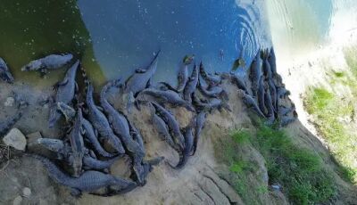 Calor que nem jacaré aguenta e fogem para sombra de ponte em Mato Grosso do Sul