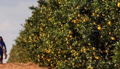 Governo de MS fomenta diversificação da produção local e atrai investimento de citricultura ao Estad
