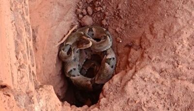 Caramelo encontra jararaca no quintal e avisa moradores em cidade de MS