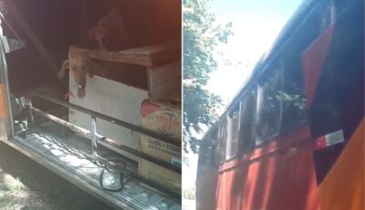 Cachorros são resgatados dentro de caixa em bagageiro de ônibus