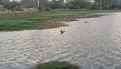 Cachorro é resgatado se afogando em lagoa de Mato Grosso do Sul