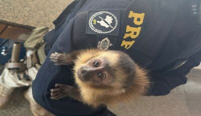 PRF resgata macaco-prego que seria traficado em Mato Grosso do Sul