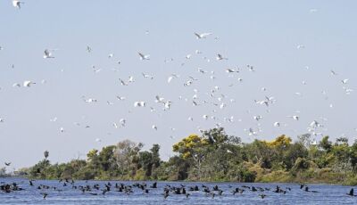 Governo de MS e Consulado Geral dos EUA se unem para proteção do Pantanal