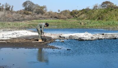 Gretap: equipe do Governo de MS no Pantanal monitora áreas queimadas em busca de animais feridosAÇ