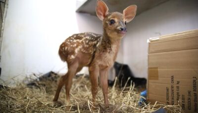 Filhote de veado resgatado em incêndio florestal recebe cuidados no hospital veterinário do CRAS