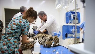 Onças-pintadas Miranda e Antã seguem em recuperação no Ayty após resgates no Pantanal de MS