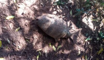 TRISTE: Morador encontra peixe morto na varanda de casa após rompimento de barragem em MS