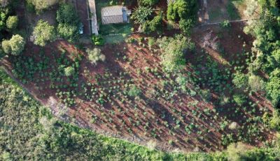 MS Verde: 1.450 mudas de árvores são plantadas pela Sanesul em reserva ambiental de Dourados