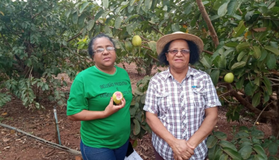 Pomar de goiabas com 2,5 hectares é a fonte de renda e felicidade de duas famílias em Itaporã