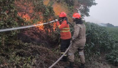 Incêndios florestais se intensificam em biomas de MS, e na fronteira com a Bolívia combate continua