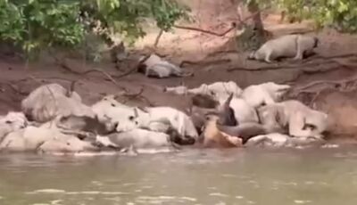 CENA TRISTE: Pescadores encontram mortandade de bovinos no Rio Taquari; veja VÍDEO