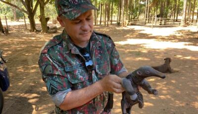 O que faço se encontrei um animal silvestre ferido? Imasul faz orientações e recomenda acionar a PMA