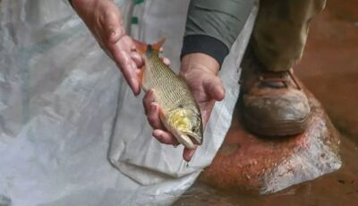 Com pesca proibida há 5 anos, peixe dourado será pesquisado em rios de MS 