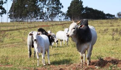 Atenção: pecuaristas devem atualizar cadastro de rebanhos na Iagro até o dia 30 de novembro