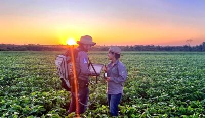 Sustentabilidade: florestas plantadas em MS contribuem para a meta de carbono neutro