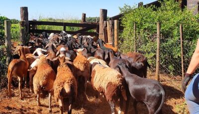 Produtores de ovinos e caprinos terão prazo de um ano para regularizar rebanhos na Iagro sem multa