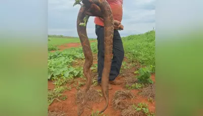 Cascavel gigante é encontrada em cidade de MS e chama atenção