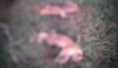 Carcaças de onças são achadas em fazenda e polícia autua caçador