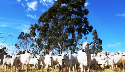 Atenção produtores: declaração semestral dos rebanhos começa na quinta-feira e segue até 2 de junho