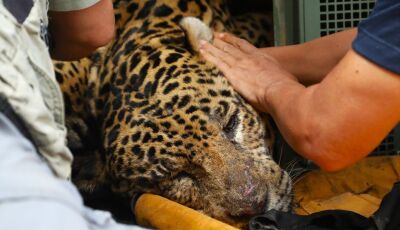 Onça que atacou Jorginho não voltará à natureza