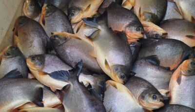 Telenet e prefeituras de Glória de Dourados e Ivinhema realizam doação de uma tonelada de peixe 