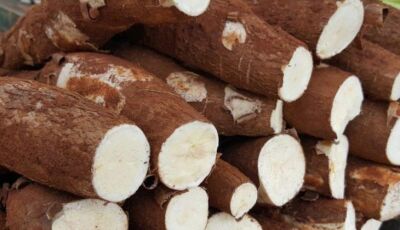 Mandioca é o produto mais comercializado na Ceasa de MS entre os cultivados no Estado