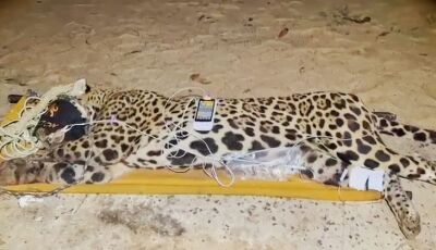 Onça-pintada é capturada pela PMA e será atendida no centro de reabilitação