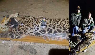 Onça capturada está 'bem magra', afirma pesquisador