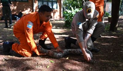 Na luta contra o fogo toda vida importa e Bombeiros aprimoram técnicas para resgate de animais silve