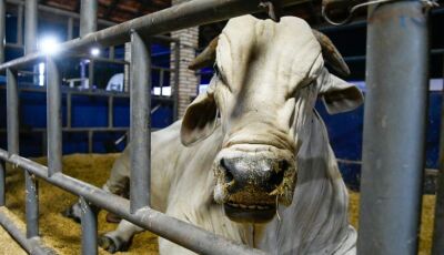 Marco histórico: MS recebe status de área livre de aftosa apto para ampliar mercados da carne