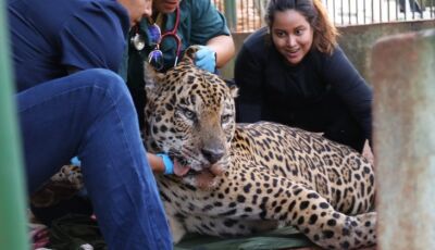 Onça-pintada capturada no Pantanal é transferida para área específica de fauna silvestre em SP