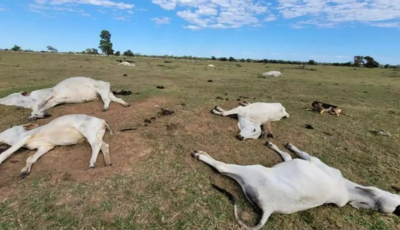 FRIO intenso chegando já acende alerta para risco de morte de animais por hipotermia