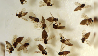 Vicentina confirma novo caso de febre oropouche e acende alerta para transmissão ativa em MS