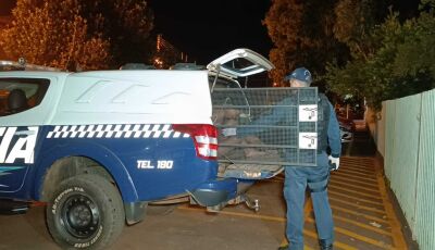 Mulher é presa após assassinar homem a facada em Dourados