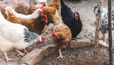 Agraer, Embrapa e Iagro reforçam prevenção à gripe aviária com foco na agricultura familiar
