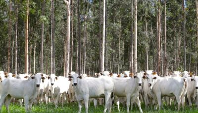 Com área livre de aftosa, trânsito de bovinos de MS para todo o território nacional está liberado