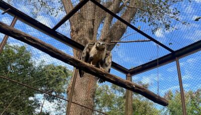 Águia-cinzenta é devolvida à natureza em Campo Grande após reabilitação no CRAS